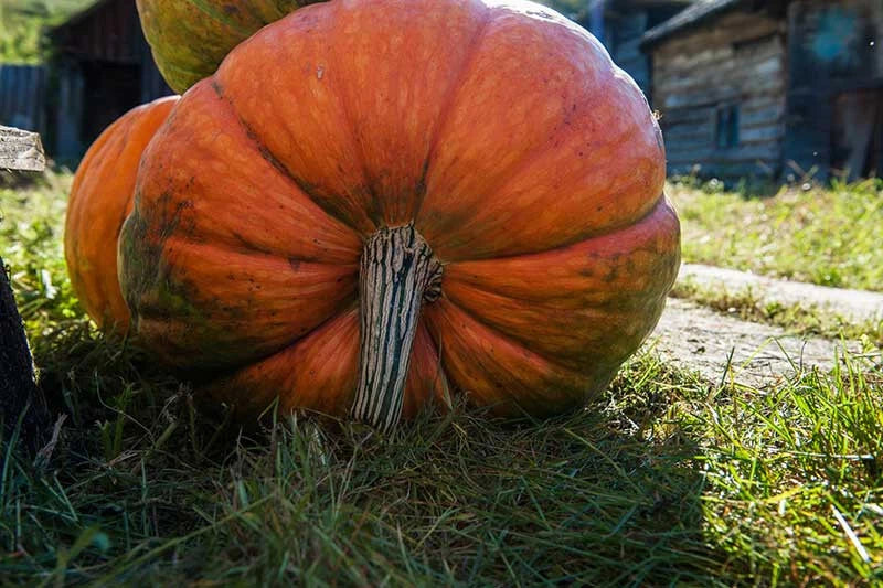 25+ Big Moon Pumpkin Seeds for Garden Planting - USA - FREE SHIPPING! Garden Plants