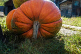 25+ Big Moon Pumpkin Seeds for Garden Planting - USA - FREE SHIPPING! Garden Plants