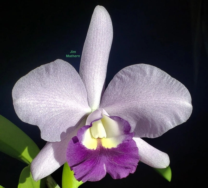 Lavender orchid bloom with purple lip and yellow throat, three-lobed petals