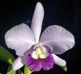 Rlc Busy Bev 'Blue Jewel' Near Blooming size cattleya orchid. Very fragrant 3.5