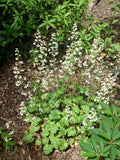 1200 CORAL BELLS - Prairie Alumroot HEUCHERA Richardsonii Shade Flower Seeds Flowering Plants