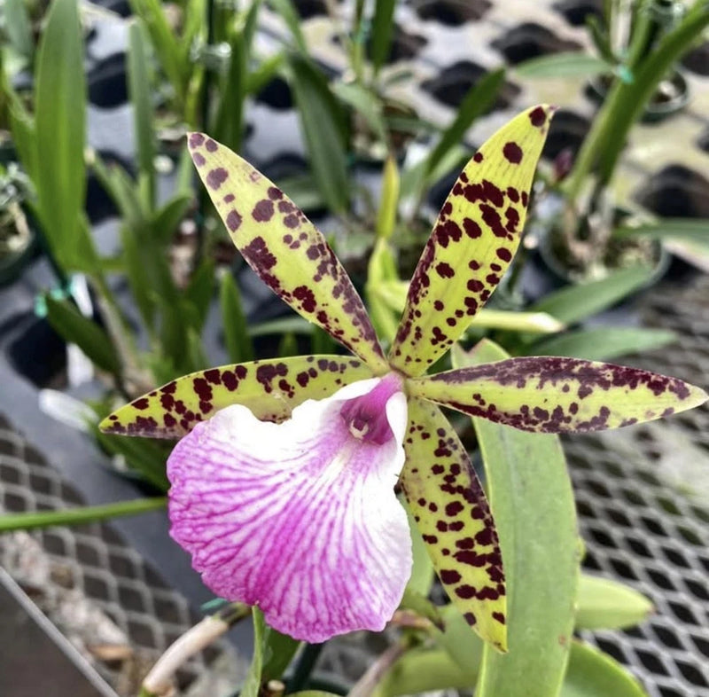 Spotted orchid flower with five yellow-green petals and a purple white labellum