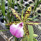 Spotted orchid flower with five yellow-green petals and a purple white labellum