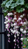 25+ Purple White Weeping Begonia Seeds for Garden - USA - FREE SHIPPING! Garden Plants