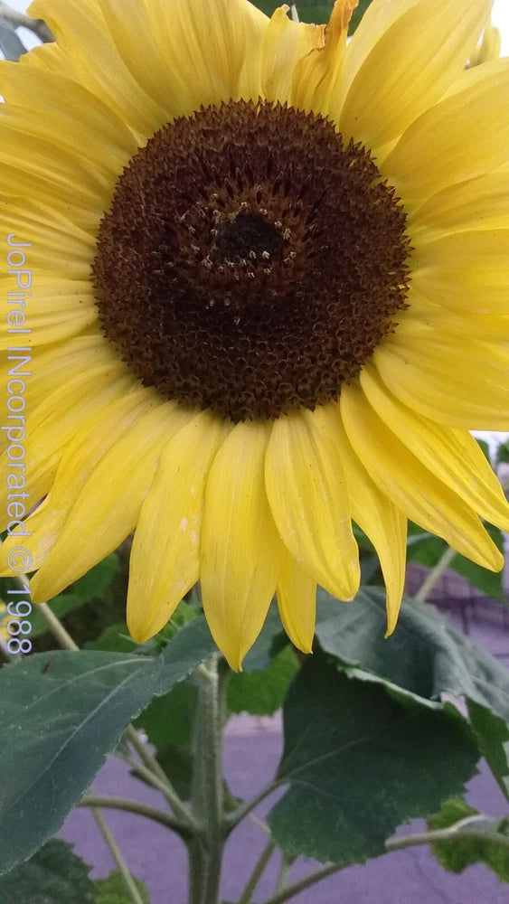 2023 Fall Harvested 10ftGarden Yellow Soraya Seeds Organically Grown (Sunflower) Sunflower