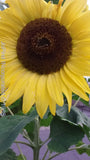 2023 Fall Harvested 10ftGarden Yellow Soraya Seeds Organically Grown (Sunflower) Sunflower