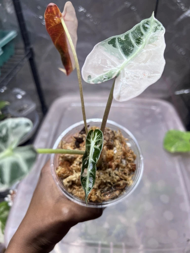 Variegated Alocasia Pink Bambino live tropical plant with heart-shaped green leaves in clear pot