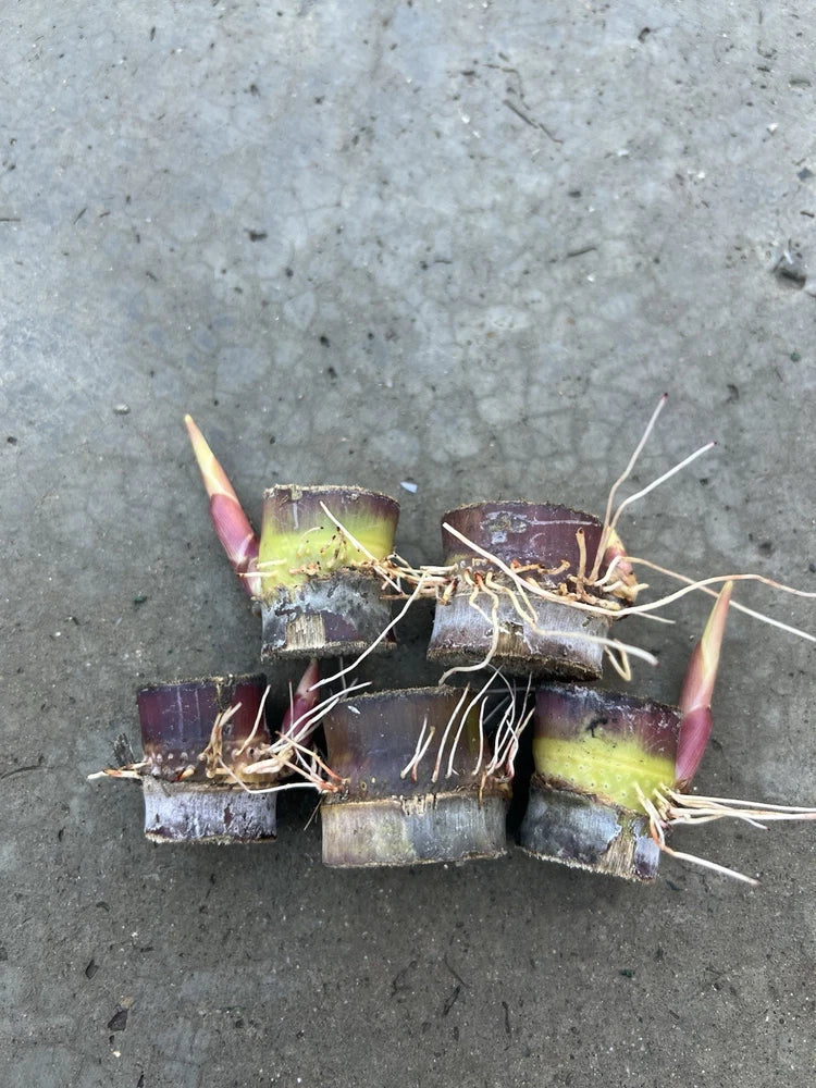 5pcs Rooted Dark Green Sugarcane Cutting Sweet Juicy Ready To Plant Green Plant
