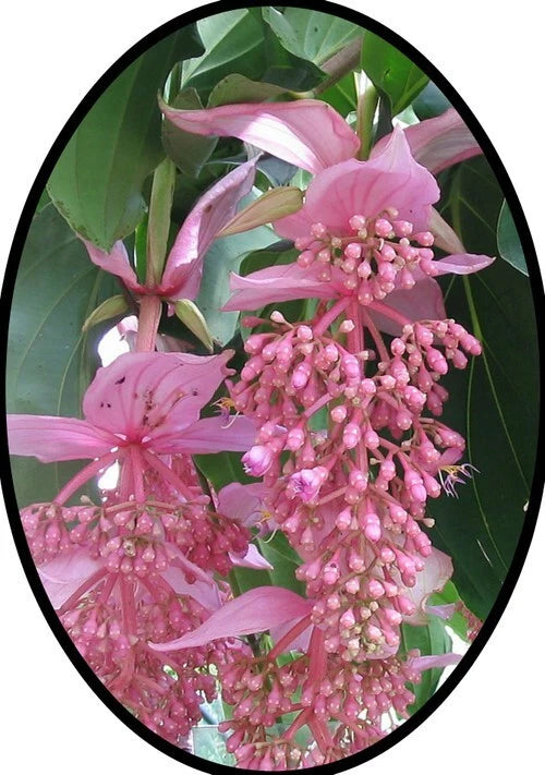 Pink Medinilla orchid plant with clustered star-shaped blooms