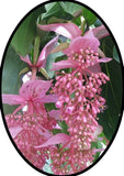 Florinilla "AROSA" Medinilla Plant~Live Well Rooted STARTER Plant~ VERY RARE Orchids