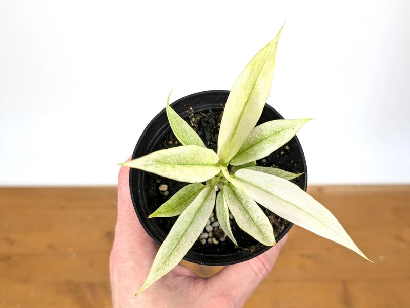 Variegated philodendron plant in small black 4-inch pot, pale green leaves