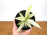 Philodendron Mint Ring of Fire Variegated White - Assorted 4 Inch Pots Orchids