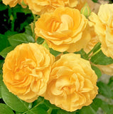 Julia Child Rosa Floribunda Rose Seeds - Pack 30 Seeds - Rose Flower Gardening Garden Plants