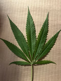 5 Large XL Dried Pressed Hemp Leaves THC-Free Botanical Plant Art Supplies Leaf Dried Flower