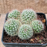 D6443 MAMMILLARIA SPINOSISSIMA pot10-H6-W10 cm MaMa Cactus Green Plant