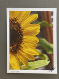 Sunflower- photograph 8.5x11 Sunflower