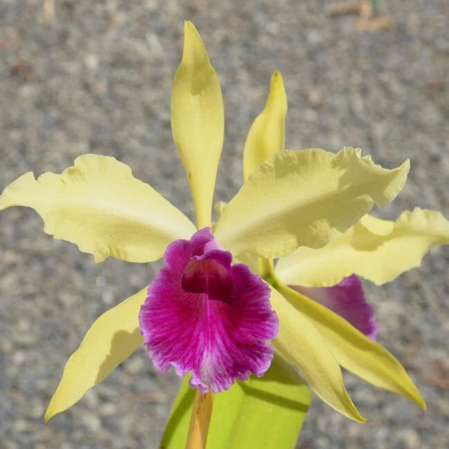 C. Luminosa 'Sun God' 4N x self, Seedling , Rare Orchid, Real Houseplant Orchids