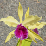 C. Luminosa 'Sun God' 4N x self, Seedling , Rare Orchid, Real Houseplant Orchids