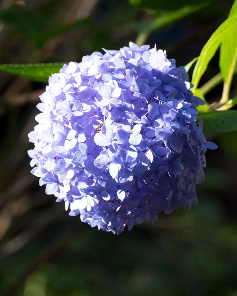 Blue Hydrangea - Hydrangea Macrophylla - Nature Photography Hydrangea