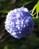 Blue Hydrangea - Hydrangea Macrophylla - Nature Photography Hydrangea