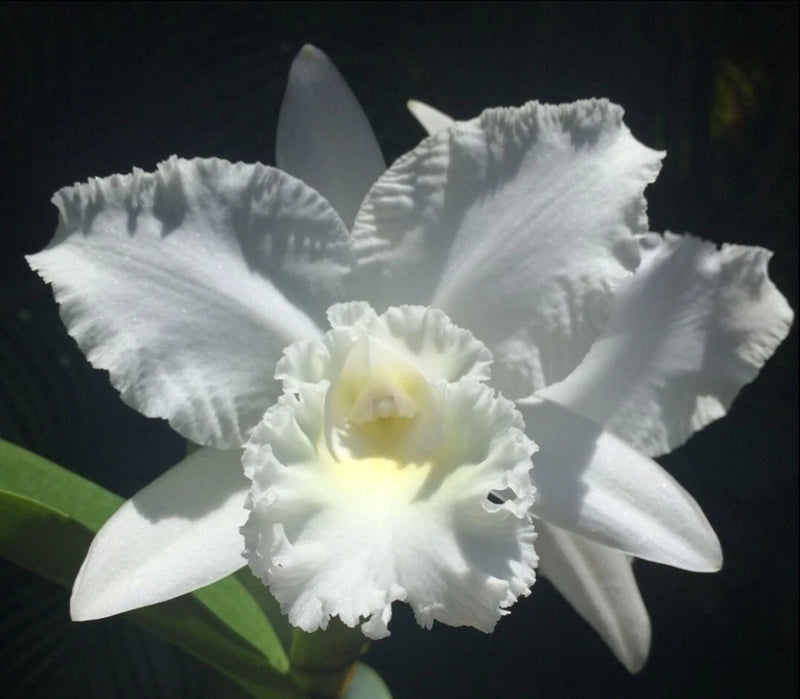 White cattleya orchid with ruffled petals and pale yellow center