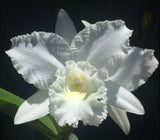 White cattleya orchid with ruffled petals and pale yellow center