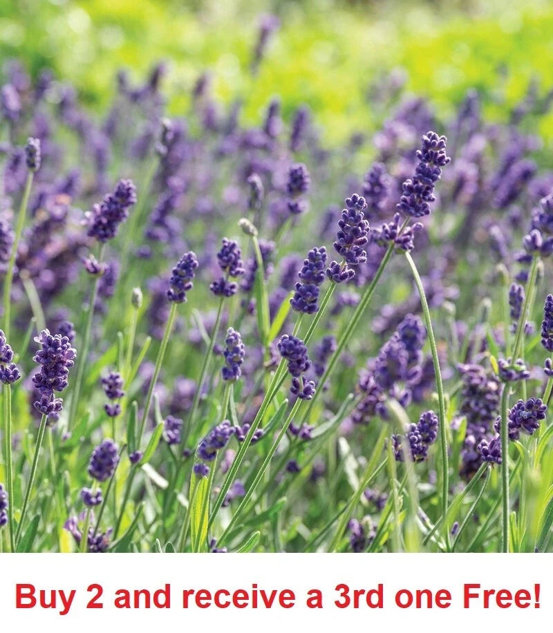 500 English Lavender Seeds Herb Lavender lavandula angustifolia aa Bouquet