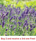500 English Lavender Seeds Herb Lavender lavandula angustifolia aa Bouquet