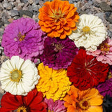 California Giants Mix Zinnia Seeds | Giant 5"+ Flowers in 7 Colors | 1188 Roses