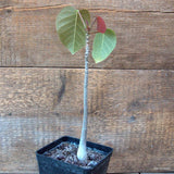 D6908 BOMBAX ELLIPTICUM pot10-H19-W2 cm MaMa Cactus Green Plant