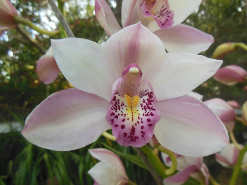 Orchid flower with pale white petals and pink speckled center on green stem