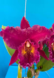 Rlc Margery Kekauoha ÔAlohaÕ X Rlc Chia Lin ÔNew CityÕ Orchid Eros Hybrid 4Ó Pot Orchids