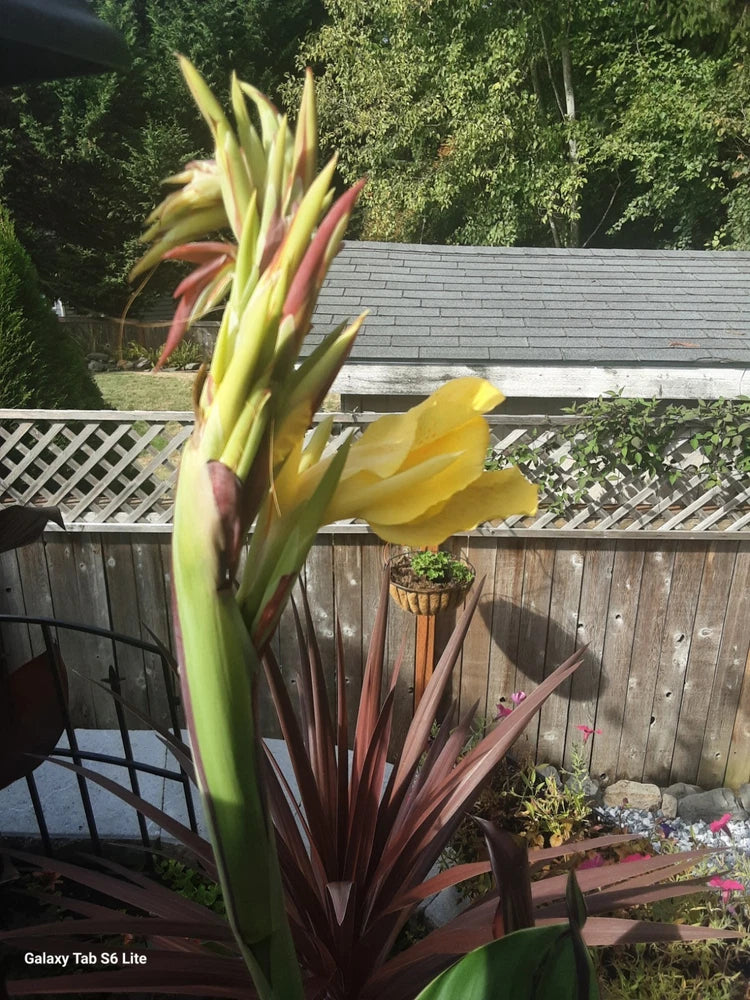 Tropical canna lily rhizomes with tall green stems and yellow flower blooms
