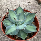 RareSucculent Plant Agave parryi Garden DŽcor Boutique 8-10cm Garden Plants