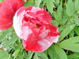5 SISTER TREE PEONY SEEDS - (Paeonia suffruticosa) Garden Plants