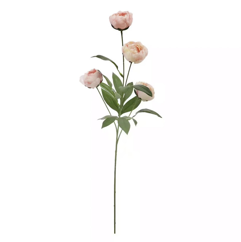 Light pink peony flower stem with four blooms and green leaves