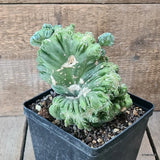 D5763 MYRTILLOCACTUS GEOMETRIZANS CRESTED pot14-H17-W15 cm MaMa Cactus Green Plant