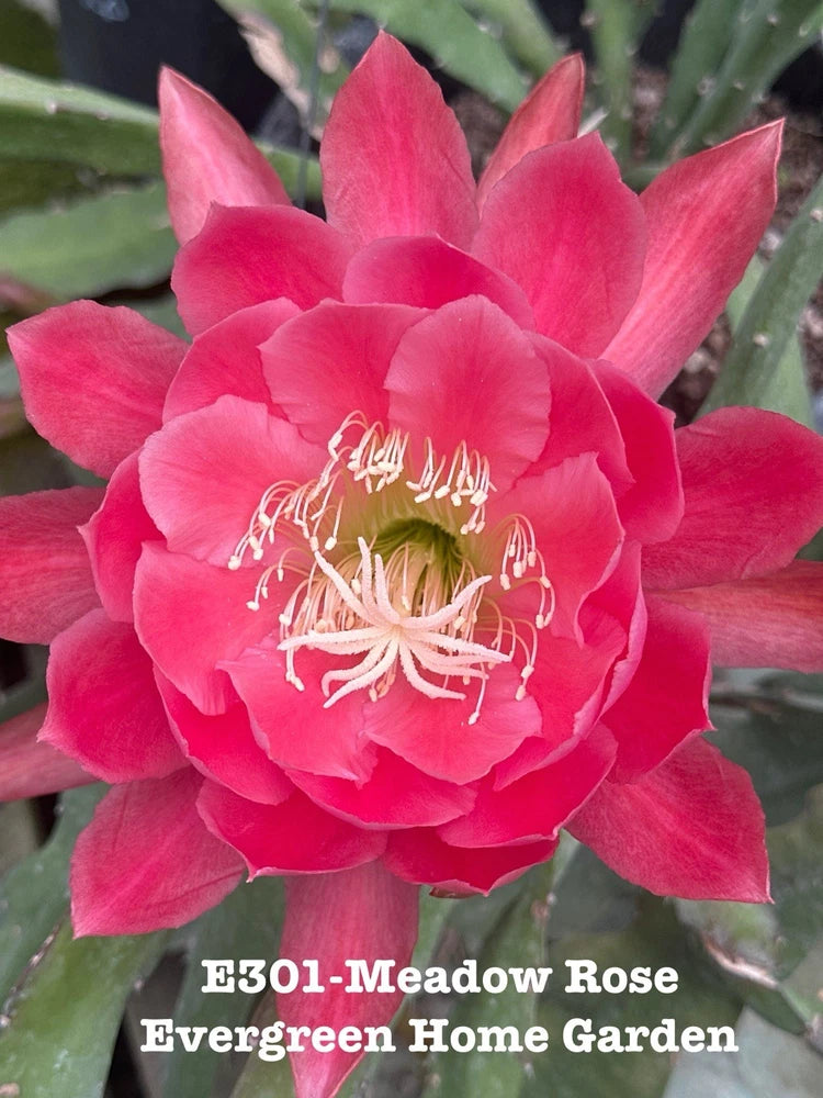 Meadow Rose epiphyllum orchid cactus bloom, vivid pink petals with white stamens