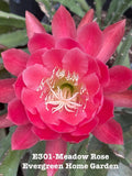 Rooted Epiphyllum Orchid Cactus Ò Meadow RoseÓ Growing In 4Ó Starter Pot. Orchids