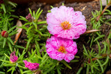 40 Sundial PEPPERMINT PORTULACA Grandiflora Moss Rose Pink Streaked Flower Seeds Flowering Plants