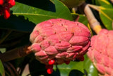 200 quality hand-picked Southern Magnolia seeds-Magnolia Grandiflora Garden Plants