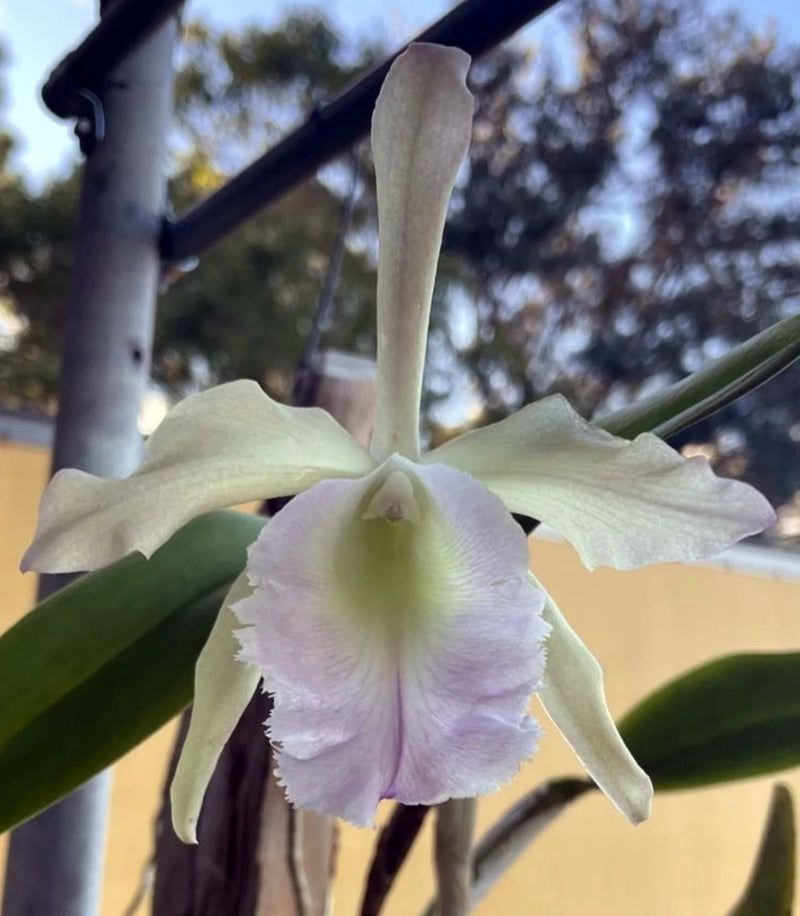 White and light lavender cattleya orchid bloom with green leaves