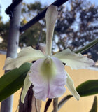 BL Helen. Large blooming size cattleya orchid hybrid. Large fragrant blooms.... Orchids