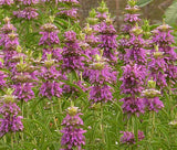 LEMON MINT BEEBALM Monarda Citriodora - 7,500 Bulk Seeds Flowering Plants