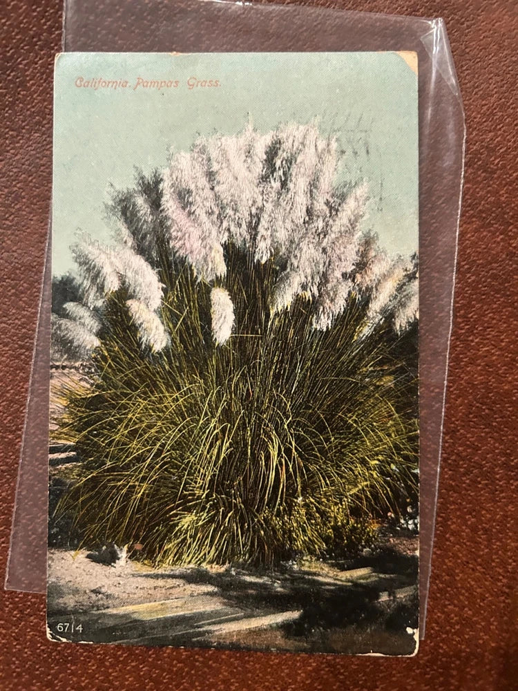 Postcard - California Pampas Grass 1908 Vintage Koeber PCK Series #6714 Pampas Grass