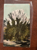 Postcard - California Pampas Grass 1908 Vintage Koeber PCK Series #6714 Pampas Grass