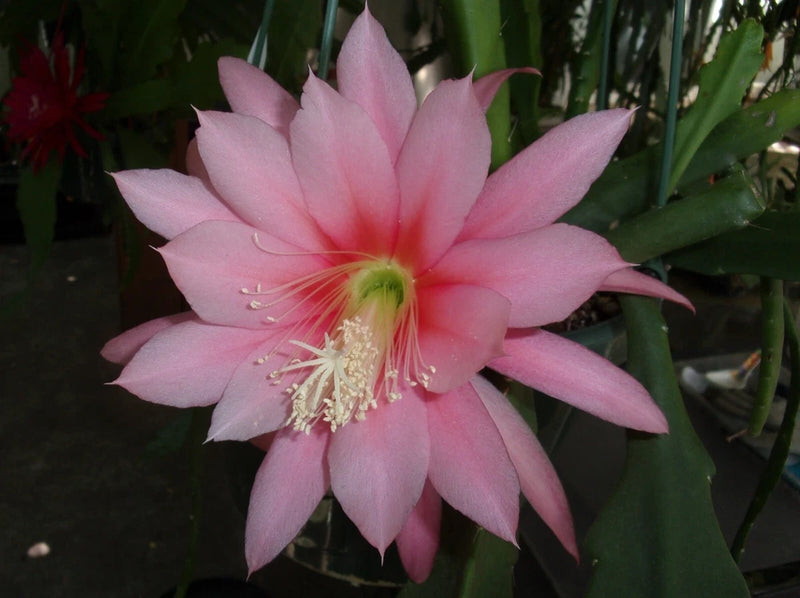 Epiphyllum orchid cutting with large pink star-shaped bloom and long stamens