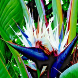 GIANT WHITE BIRD of PARADISE SEEDS (Strelitzia nicolai) Tropical Flower Plant Flowering Plants