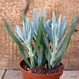 D3982 SENECIO SERPENS pot10-H16-W15 cm MaMa Cactus Green Plant
