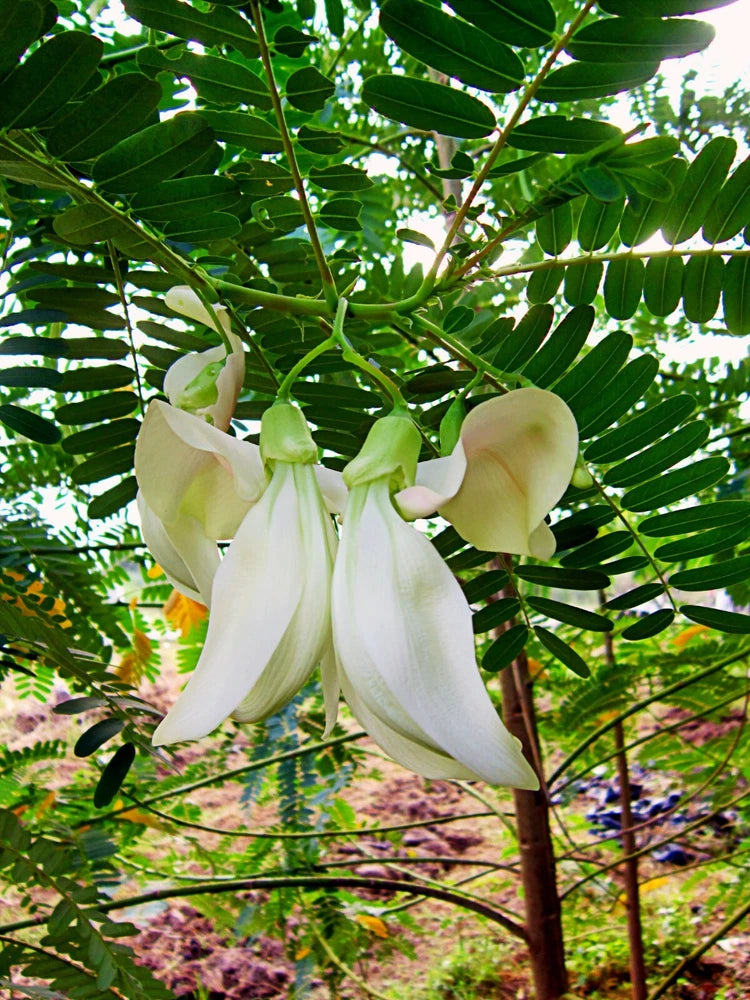 Sesbania Grandiflora Original White 10 Seeds, Hummingbird Tree Edible Agati Flowering Plants